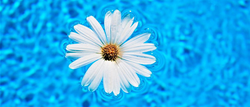 flor sobre el agua de la piscina piscina desmontable rectangular